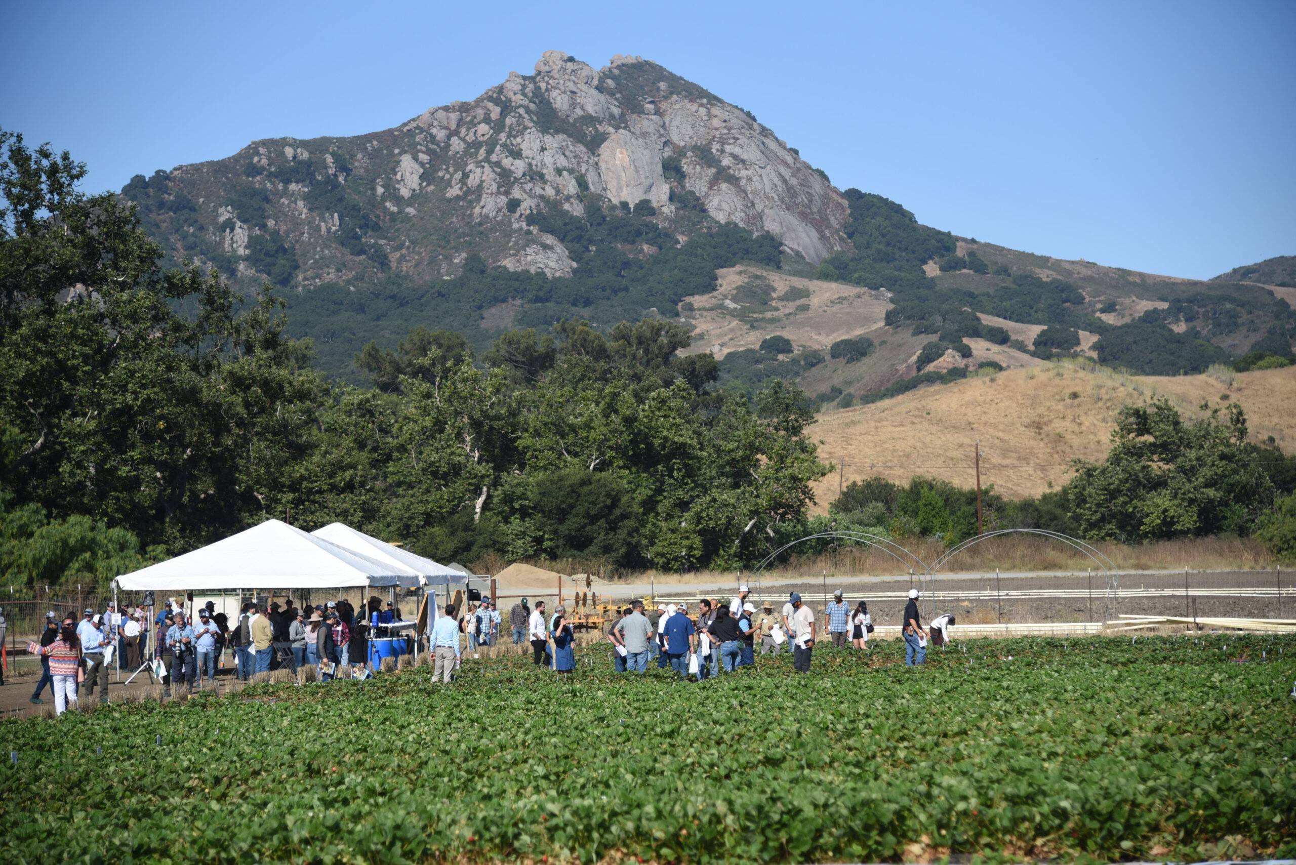 People gather under white tents at a strawberry field event with a mountain in the background.